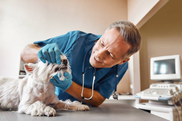 Best 24-Hour Emergency Dentist in Chesterfield, SC